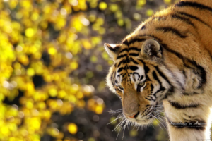Beautiful Tiger5716716105 300x200 - Beautiful Tiger - Tiger, Splash, Beautiful